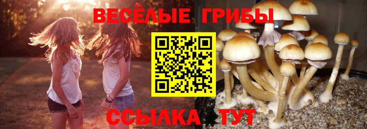 Псилоцибиновые грибы Cubensis  Вход с VPN  Анапа 
